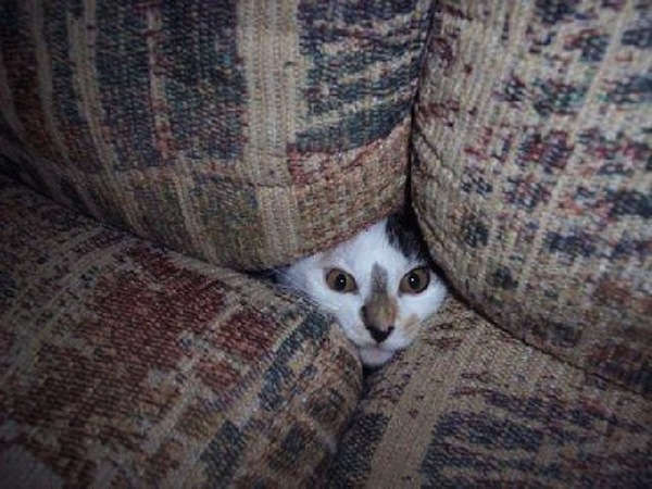 gatos-esconde-esconde-4