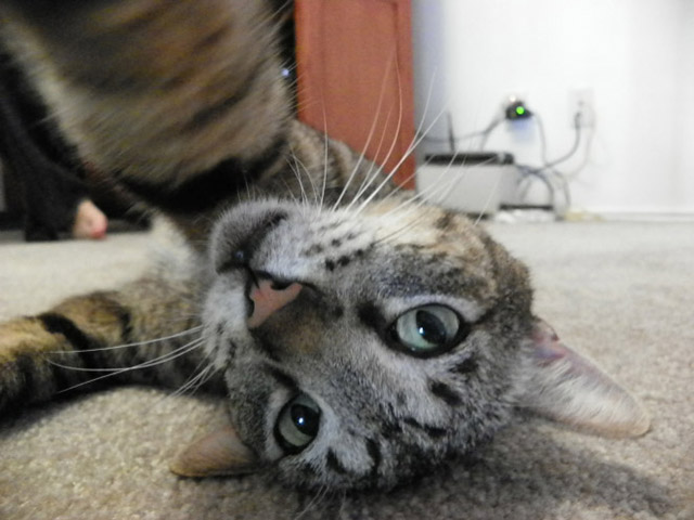 gatos-selfies-11