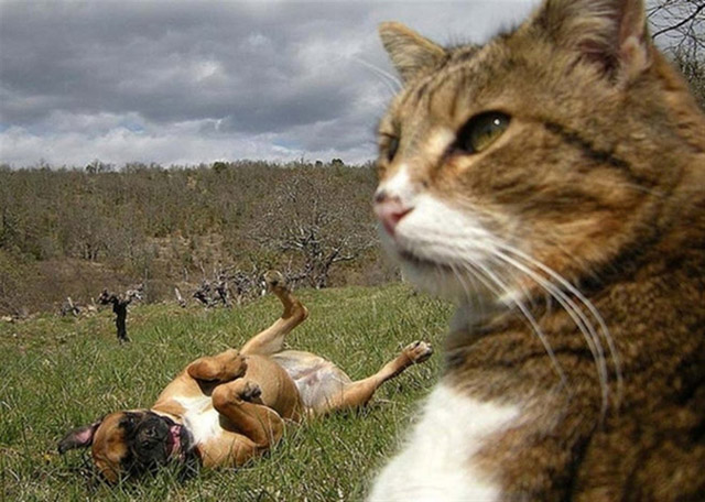 gatos-selfies-14