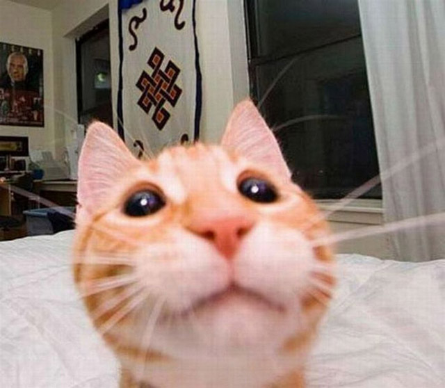 gatos-selfies-19