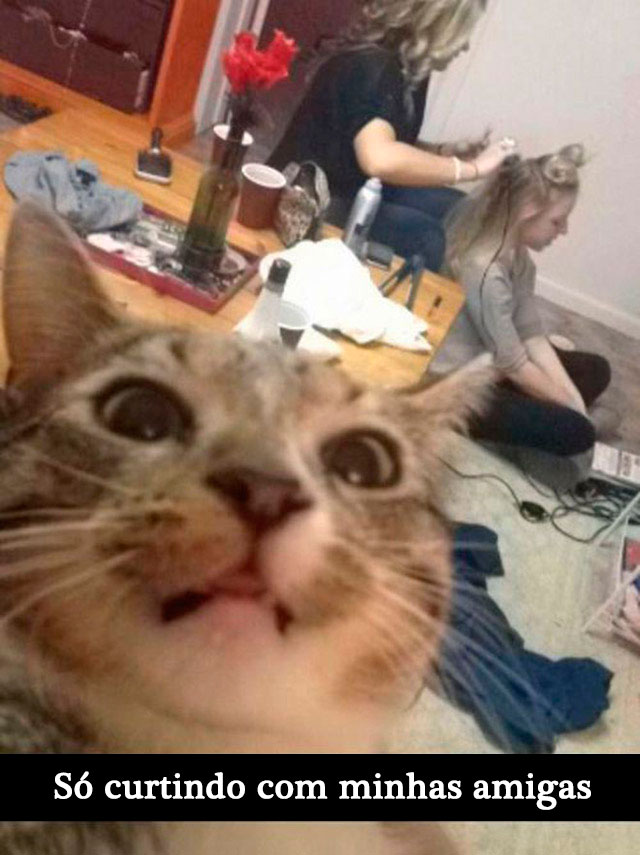 gatos-selfies-20-1