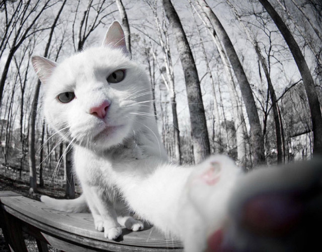 gatos-selfies-8
