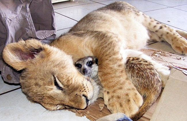 loving-animals-using-each-other-as-pillows-my-heart-has-melted-completely-2