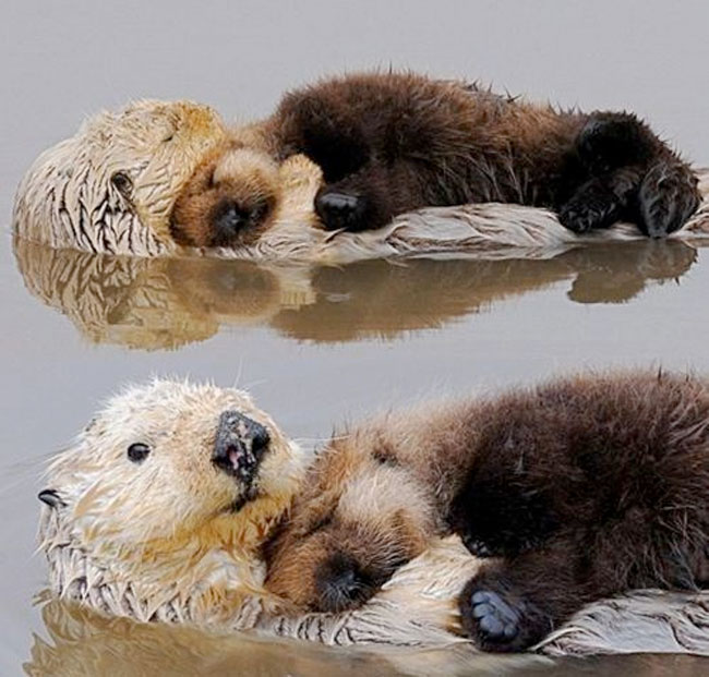 loving-animals-using-each-other-as-pillows-my-heart-has-melted-completely-26