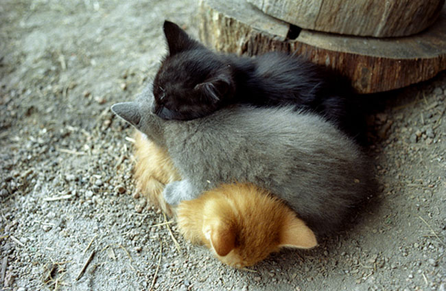 loving-animals-using-each-other-as-pillows-my-heart-has-melted-completely-9