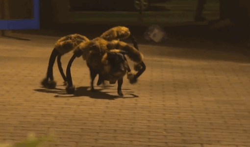 pegadinha-aranha-gigante-1