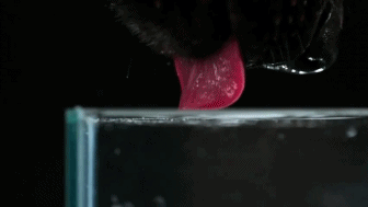 slow-motion-dogs-drinking-water