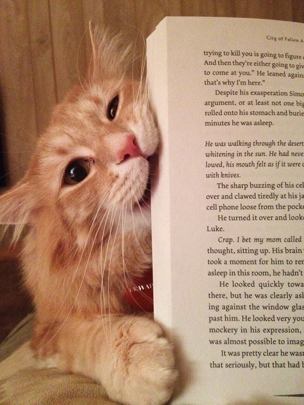gatos-atrapalhando-leitura-5