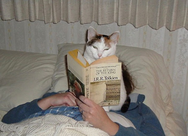 gatos-atrapalhando-leitura-7