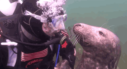 carinho-foca-mergulhador-1