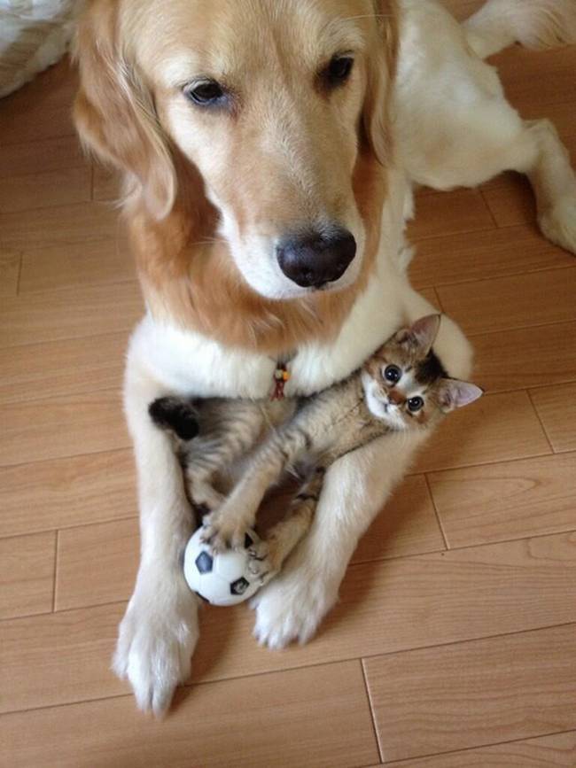 cachorros-e-gatos-podem-ser-amigos-10