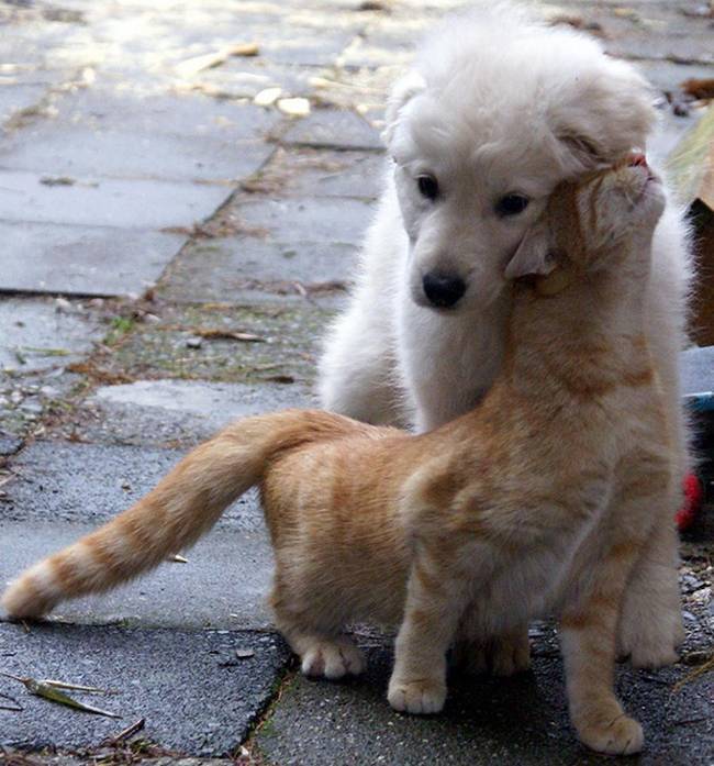 cachorros-e-gatos-podem-ser-amigos-13