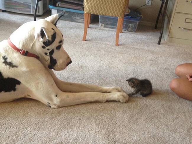 cachorros-e-gatos-podem-ser-amigos-2
