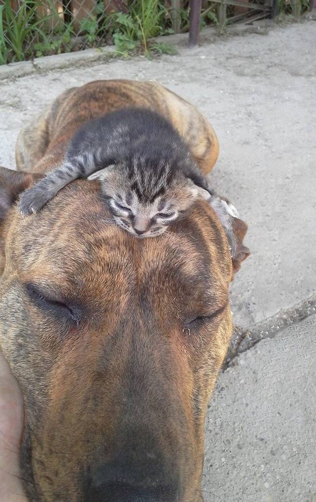 cachorros-e-gatos-podem-ser-amigos-4