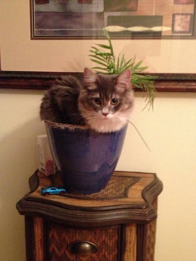 gatos-que-querem-ser-plantas-1