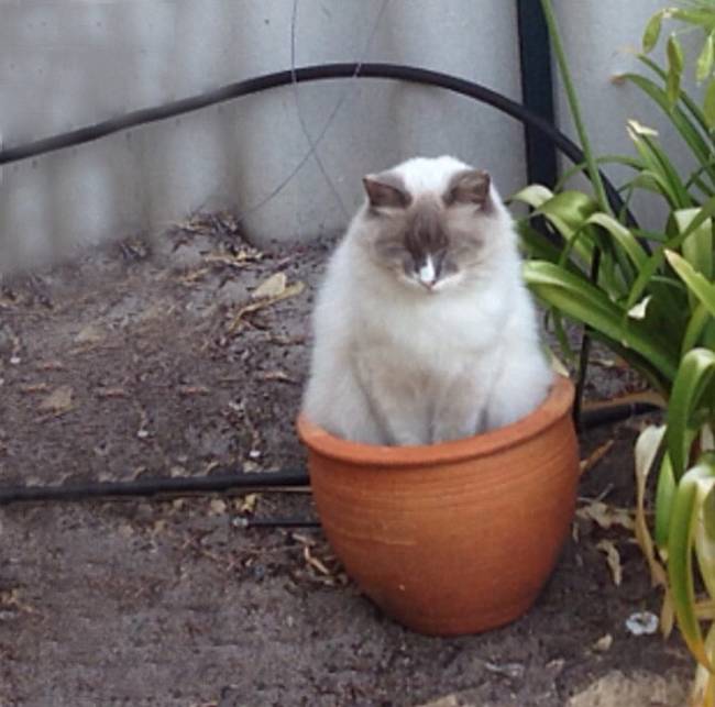 gatos-que-querem-ser-plantas-11