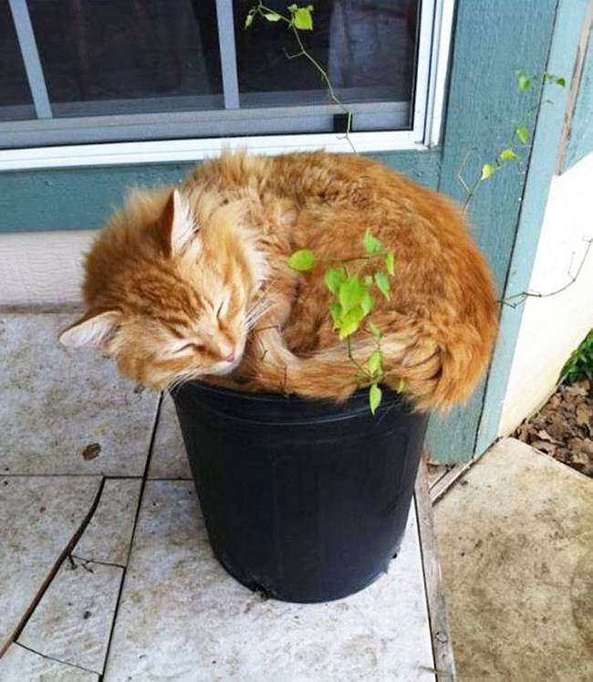 gatos-que-querem-ser-plantas-13