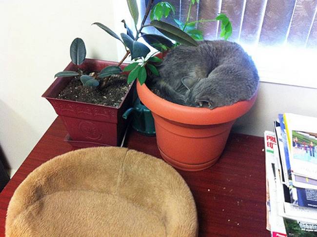 gatos-que-querem-ser-plantas-17