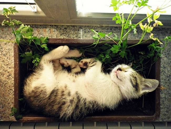 gatos-que-querem-ser-plantas-6