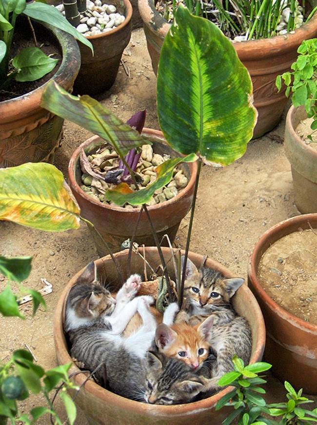 gatos-que-querem-ser-plantas-7