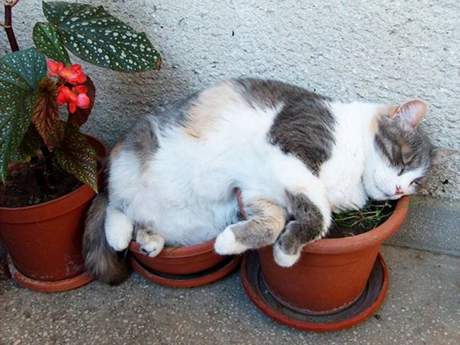 gatos-que-querem-ser-plantas-8