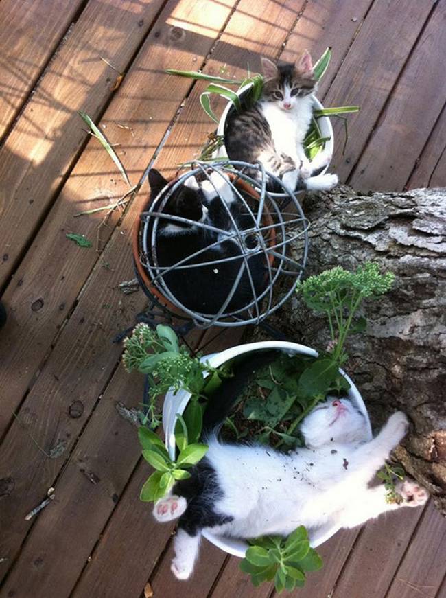 gatos-que-querem-ser-plantas-9