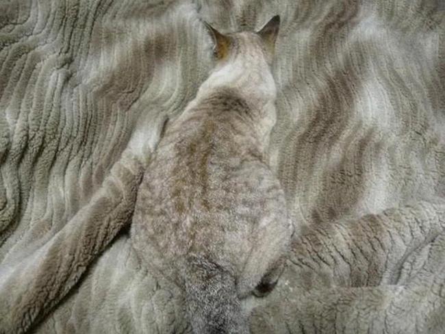 gatos-camuflados-15