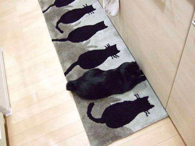 gatos-camuflados-7