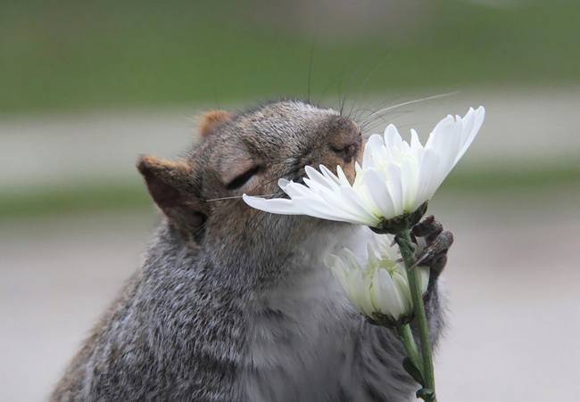 animais-cheirando-flores-9