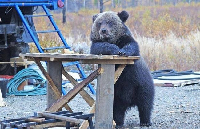 ursos-esqueceram-de-ser-ursos-2