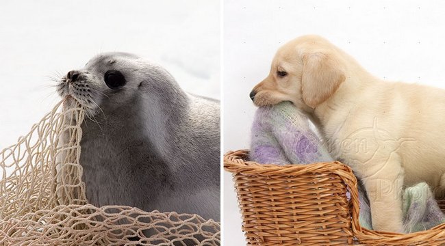 foca-cachorro-10