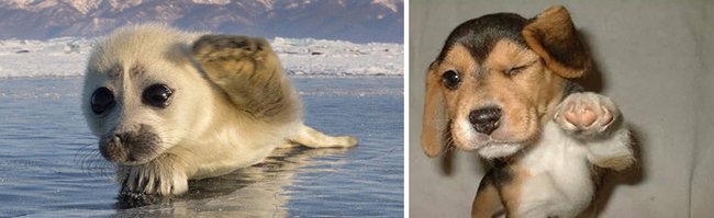 foca-cachorro-13