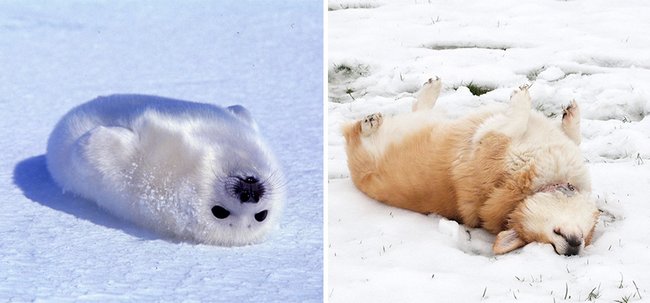 foca-cachorro-25