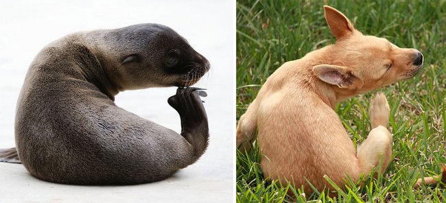 foca-cachorro-9