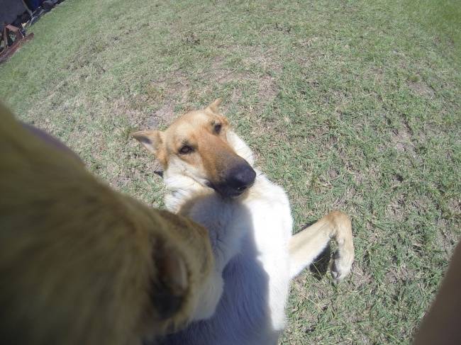 Selfie-Cachorro-4