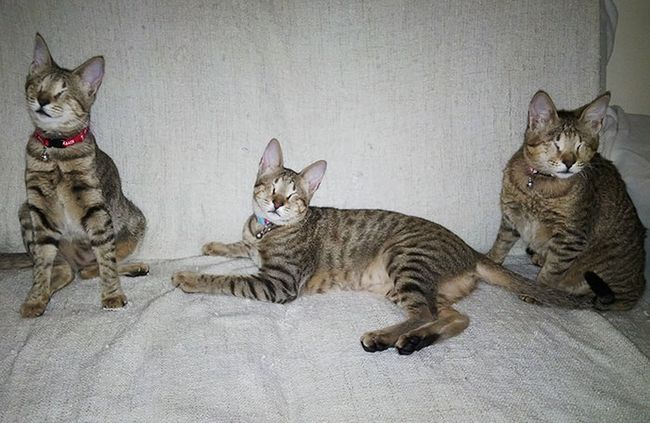 gatos-cegos-adotados-4