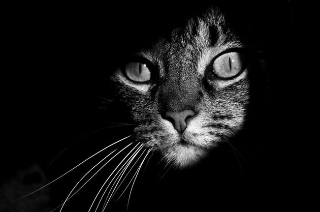 fotos-gatos-preto-branco-10