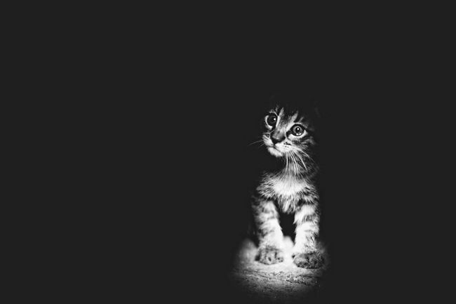fotos-gatos-preto-branco-12