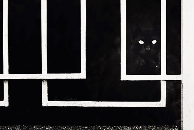 fotos-gatos-preto-branco-15