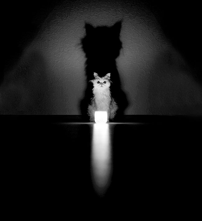 fotos-gatos-preto-branco-3