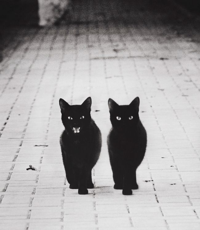 fotos-gatos-preto-branco-4