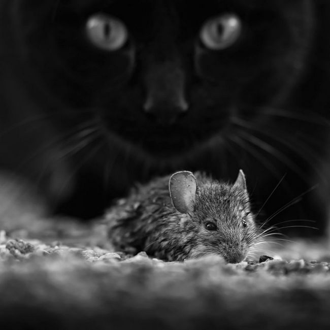fotos-gatos-preto-branco-5