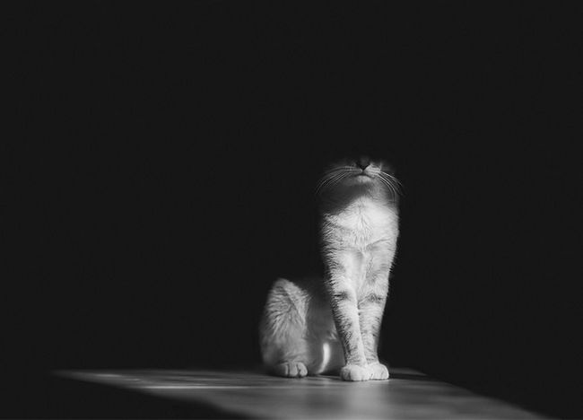 fotos-gatos-preto-branco-6