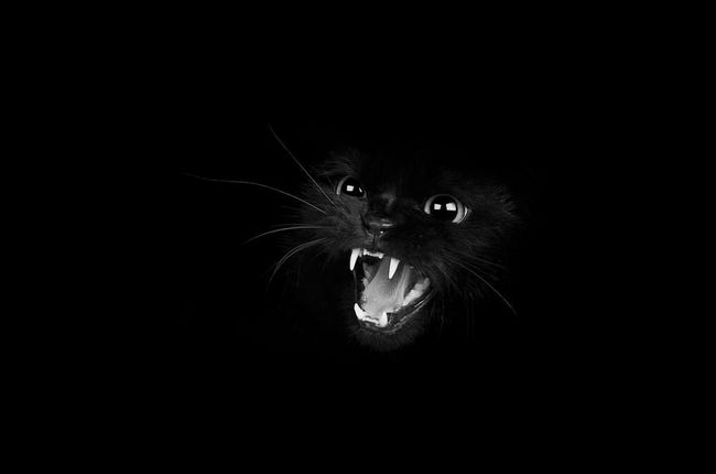 fotos-gatos-preto-branco-7