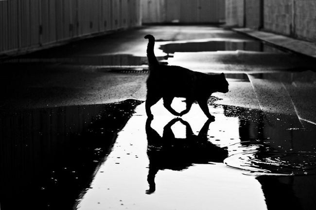 fotos-gatos-preto-branco-9