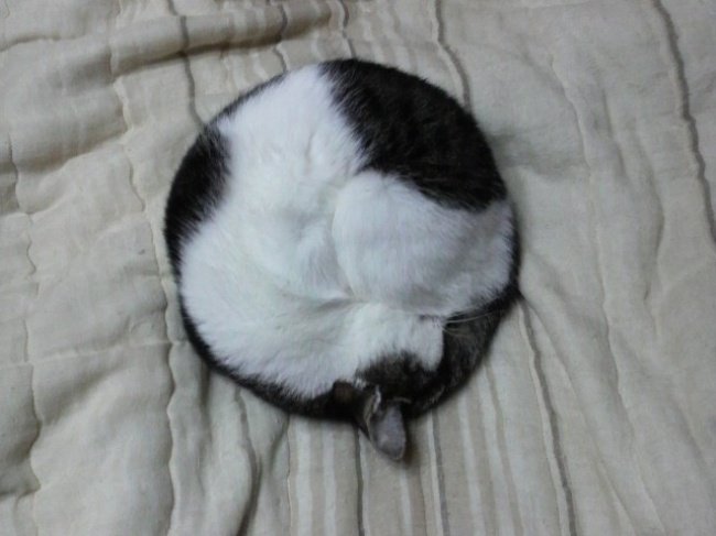 gatos-dormindo-9