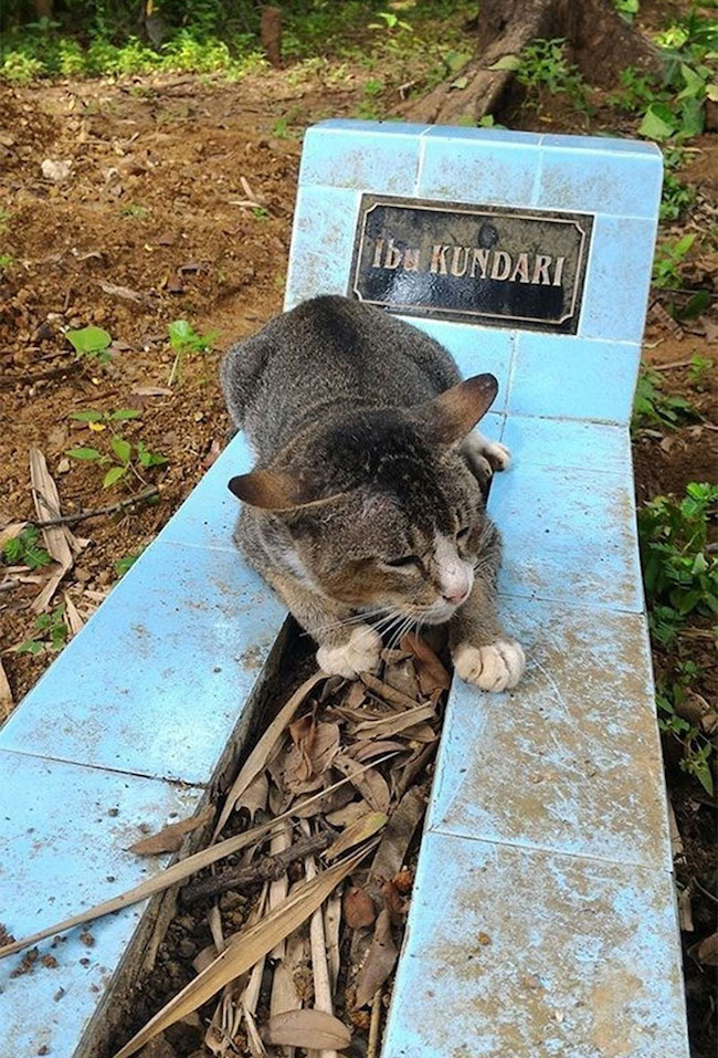 gato-cemiterio1