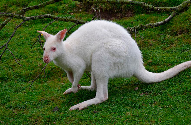 albino-animals-6