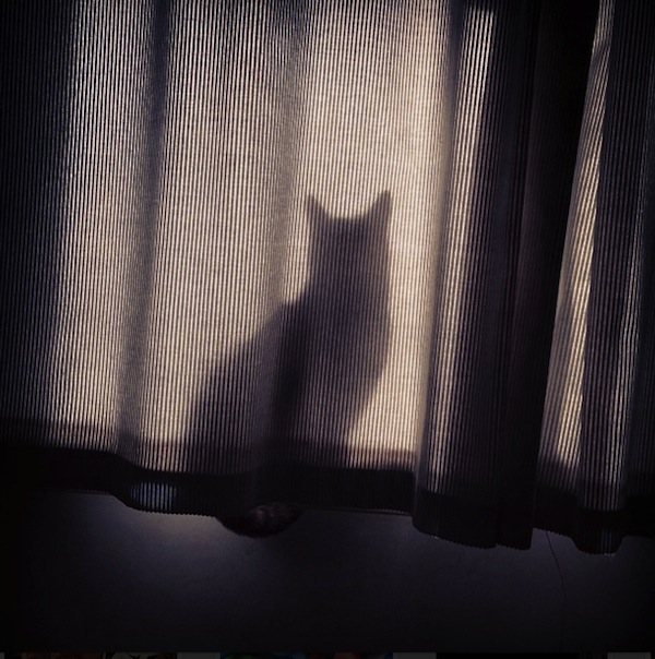 gatos-esconde-esconde-17