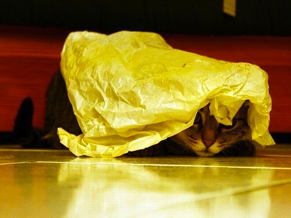 gatos-esconde-esconde-20